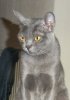 upload_2016-10-20_1-0-23.jpeg