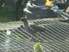 DSCN4733.JPG