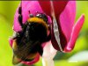 Bee2 - Copy.JPG