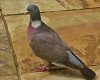 Bryan the Pigeon.jpg