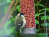 Wildlife 011.JPG
