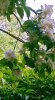 mock orange.jpg