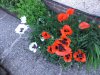 DSCF5023.JPG