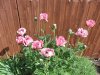 DSCF5025.JPG