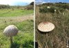 parasol.jpeg