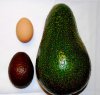avozilla2.jpg