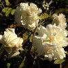 ImageUploadedByDCUK Forum1395292358.727823.jpg