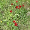 ImageUploadedByDCUK Forum1395900815.407453.jpg