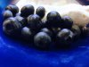 Yoghurt+Blueberries.JPG