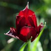 ImageUploadedByDCUK Forum1396201542.409258.jpg