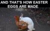 easter eggs.jpg