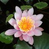 ImageUploadedByDCUK Forum1398192055.319325.jpg