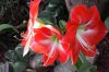 ImageUploadedByDCUK Forum1398232085.198312.jpg