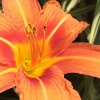 ImageUploadedByDCUK Forum1398511362.521874.jpg