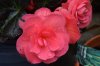 Pretty in pink too.jpg