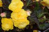 Yellow Begonias.jpg