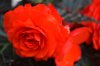 Begonia3.jpg