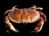 crab.jpg