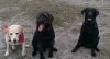 dogs.jpg