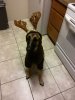 Monster Deer.jpg