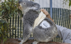 Quincy-the-Type-1-Diabetes-Panda-with-Dexcom-CGM-at-San-Diego-Zoo-696x437.png