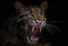 clouded leopard face.jpg