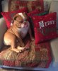 Harry Christmas 2 (2).JPG