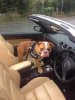 Harry in car.jpg