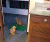cats wheredafood mum.jpg