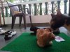cat baggsies seat.jpg