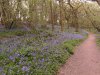 Bromwich Wood.jpg
