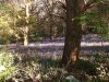 Bromwich Wood Easter Day 2019.jpg