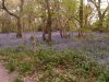 Bromwich Wood 22042019.jpg
