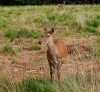 deer richmond.jpg