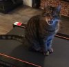 churchie treadmill small.JPG