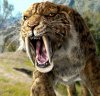 bigcat.jpg