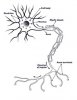 nerve cell.JPG