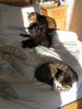 100201cats 001.jpg