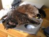 cats_may06 001.jpg