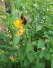 bee1.jpg