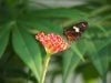 butterfly 1.jpg