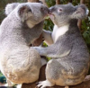 kissy.png