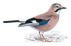 jay.png