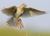lark.png