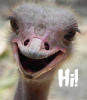 ossie.png