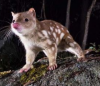 quoll.png