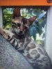 bengal small.JPG