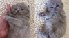 upload_2019-10-13_8-5-47.jpeg