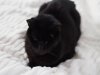 Night the one eyed diabetic pirate cat.jpg
