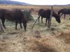 HorsesAndCarrots.JPG HorsesAndCarrots.JPG